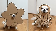 Köpeği İçin Kartondan İnanılmaz Tatlış Kostümler Kesen Japon Kadından 30 Güldüren Çalışma