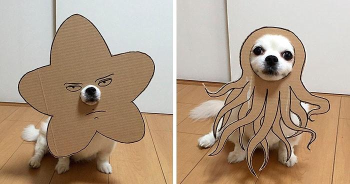 Köpeği İçin Kartondan İnanılmaz Tatlış Kostümler Kesen Japon Kadından 30 Güldüren Çalışma