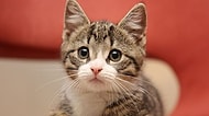 Dünyaya Kedi Olarak Gelsen Hangi Kedi Olurdun?