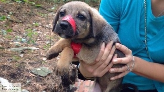 Девушек, убивавших животных в Хабаровске, требуют посадить в тюрьму