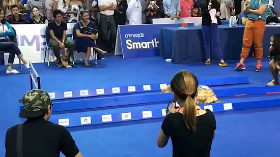 Кто победил в соревновании между кроликом и черепахой?