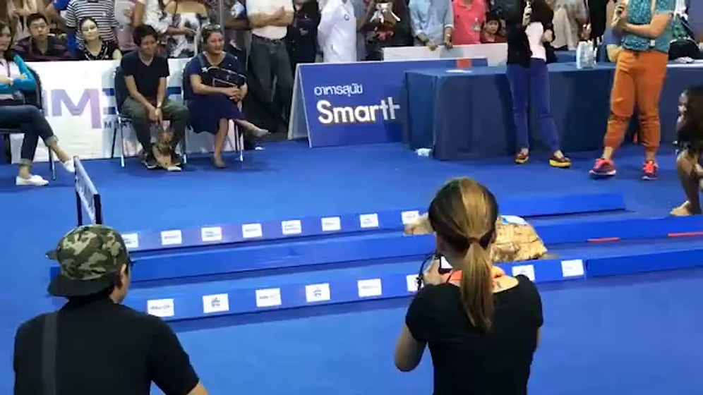 Кто победил в соревновании между кроликом и черепахой?