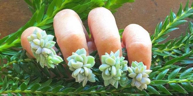 Maniküre Yeni Bir Akım Geldi! Capcanlı Bitkilerden Yapılan Botanik Tırnaklara Bayılacaksınız