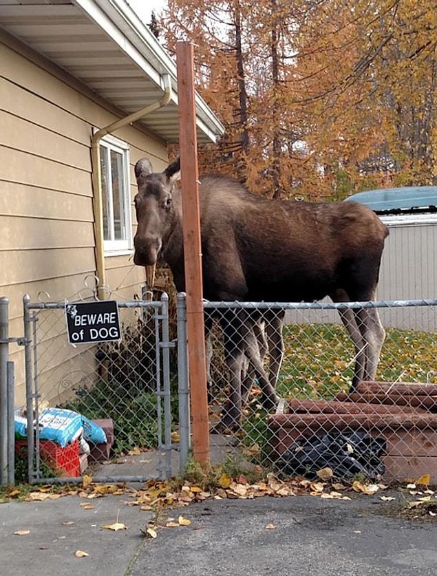 8. I can't see any dogs here, but fine. I'll beware of this moose.