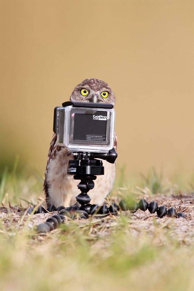 8. "Are you the one going around taking pictures of naked owls?"