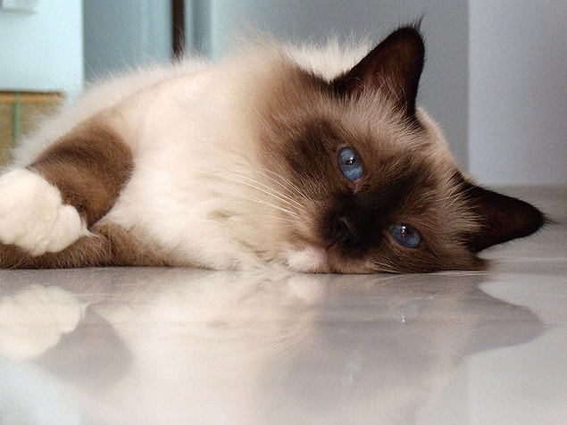 Birman!