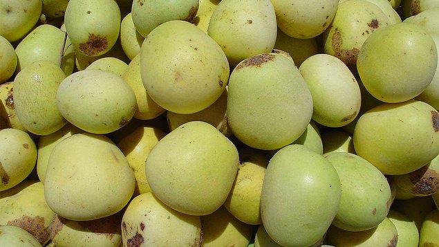 12. Marula meyvesi likör yapımında kullanılmaktadır.