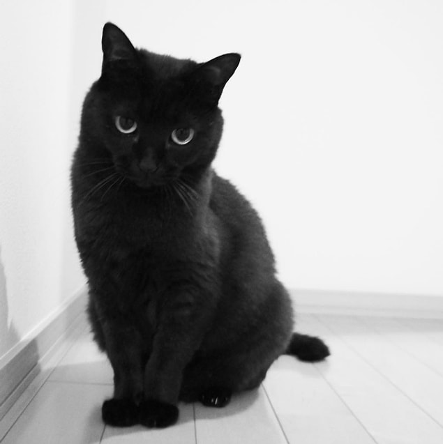 13. P-chan