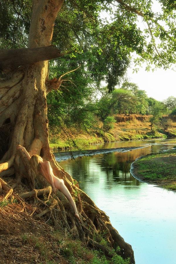7. Firavun Nehir İnciri - Firavun İnciri (Ficus sycomorous), Güney Afrika