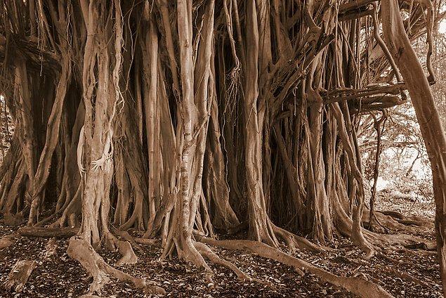 8. Banyan Olmak - Hint Banyan Ağacı (Ficus bengalensis), Büyük Ada, Havai