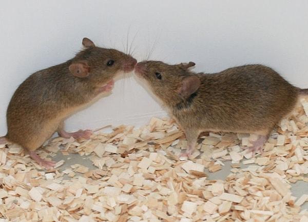 Hatta ve hatta bu fareler de çiftleşebiliyor ve kendi bebeklerine sahip olabiliyor!