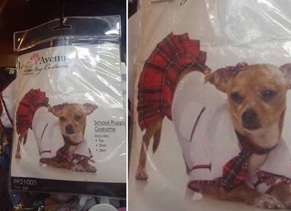 2. Собака тоже хочет быть секси!