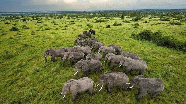 Yasadışı fildişi avlanmaları nedeniyle Afrika fillerinin sayısı hızla azalıyor.