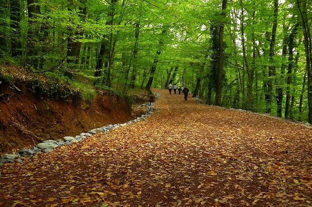 17. Belgrad Ormanı