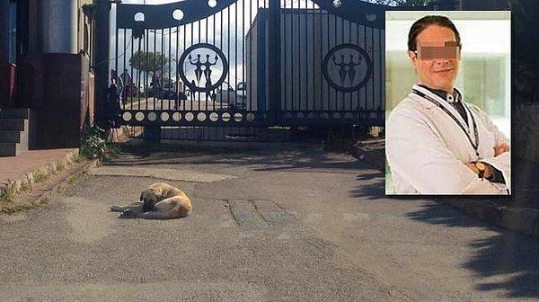 3) İnsan evladının şiddetinden hayvanlar da nasibini alıyor: Kedisi öldürülen profesör sokak köpeğini bıçaklayarak öldürdü