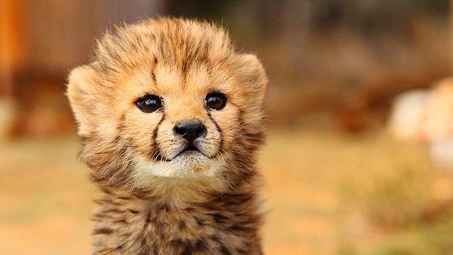 5. Dünyadaki çoğu hayvanat bahçesi, çita yavrularına arkadaşlık etmesi için köpek yavrularını kullanıyormuş. Böylece çita yavruları yorgunlukla başa çıkabiliyor ve sosyalleşebiliyormuş.