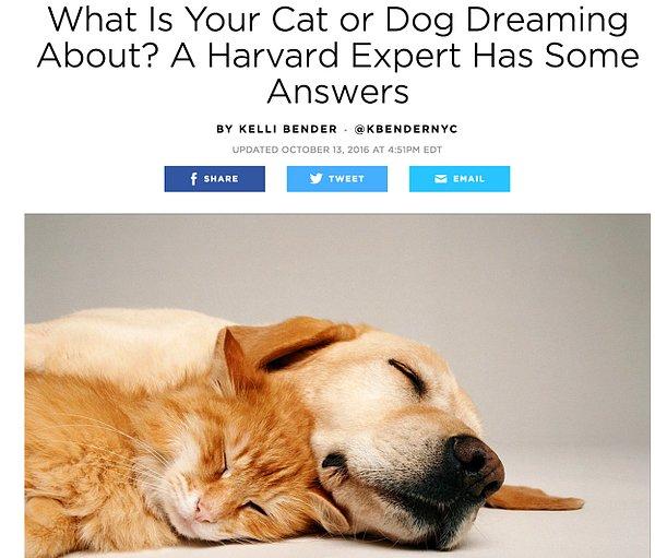 Geçtiğimiz hafta People dergisi Harvard Üniversitesi'nden bir psikologla birlikte köpeklerin uyku ve rüya alışkanlıklarını yazdı.