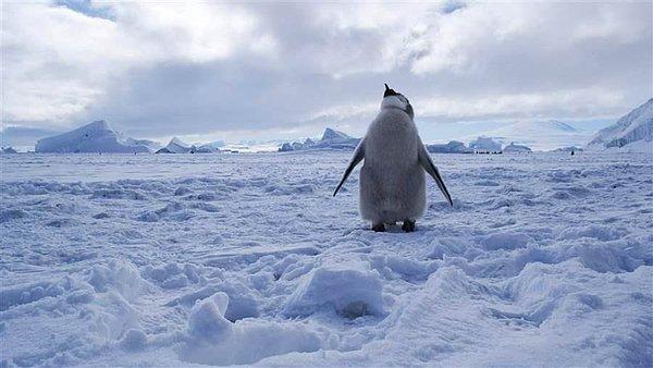 Ross Denizi’nde dünyadaki penguenlerin yüzde 38’i yaşıyor