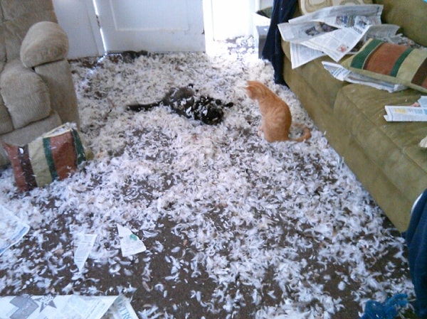 8. Да, эти засранцы уничтожили диванную подушку