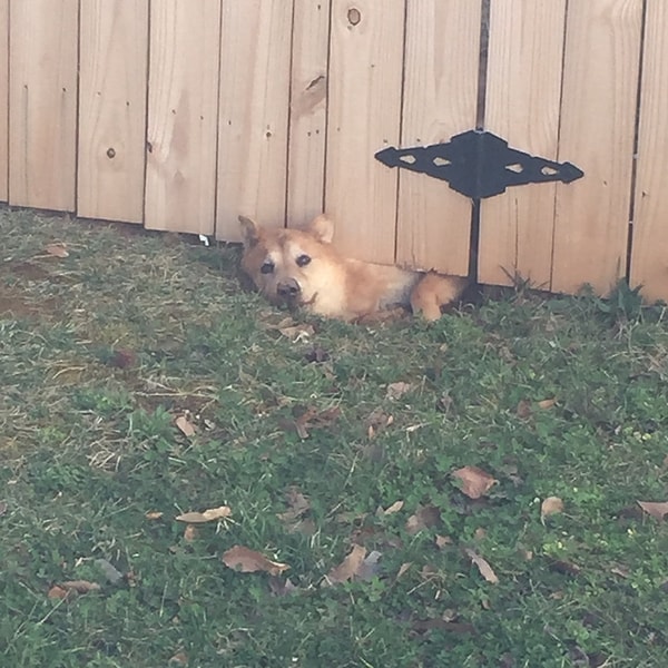 10. Гарри Гудини собственной персоной, а не собака