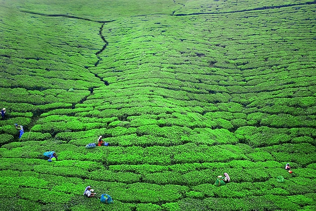 18. Çay Toplayan Kadınlar, Nuwara Eliya, Sri Lanka