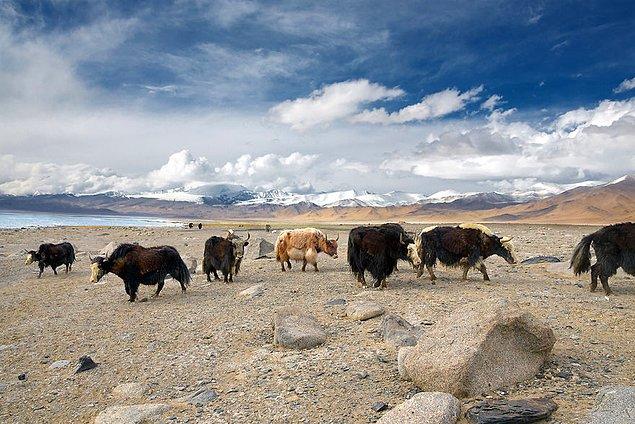 35. Pamir Dağındaki Tibet Öküzleri, Tacikistan