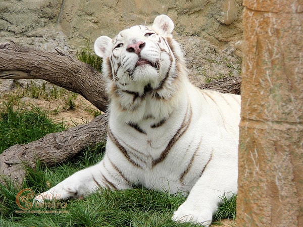 9. В Техасе больше тигров, чем во всем мире.