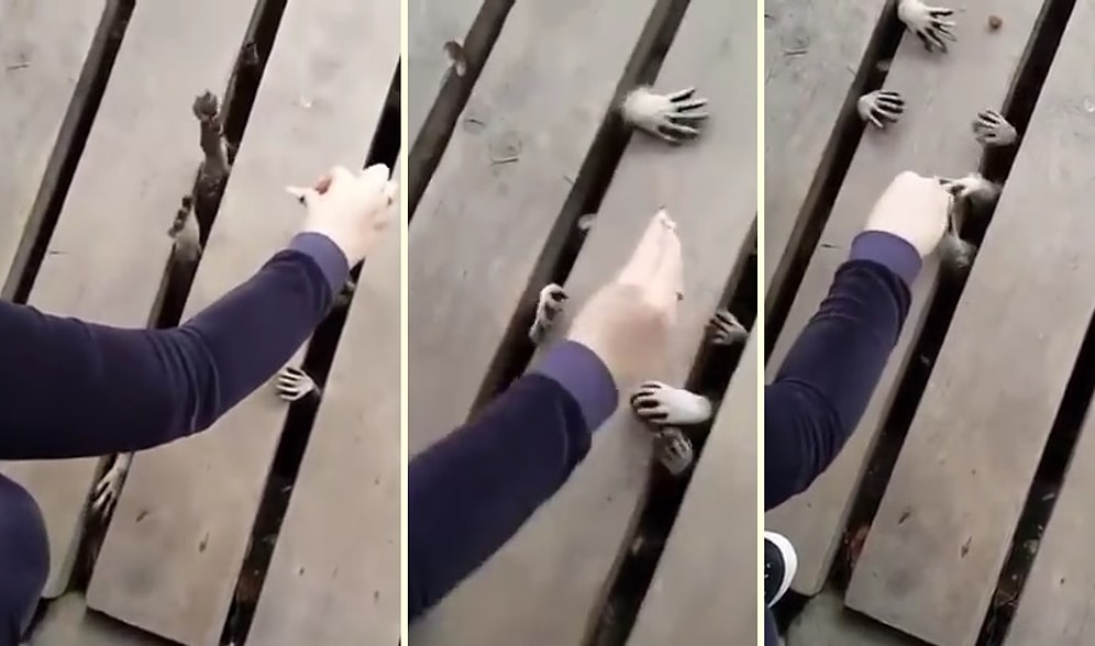 Yemek Telaşı Görüntüleriyle Korku Filmini Aratmayan Rakunlar