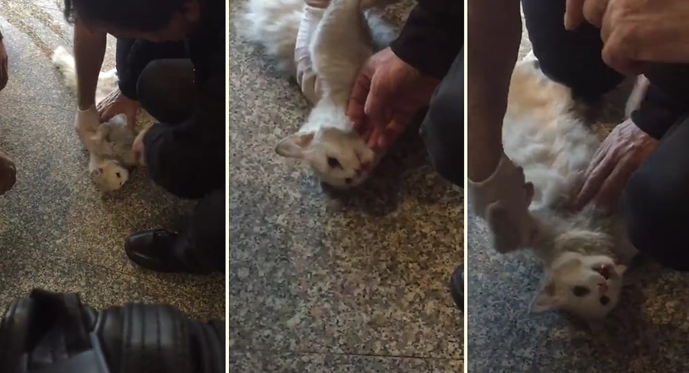 Kalbi Duran Kediyi Hayata Döndüren Kahraman Doktorlar