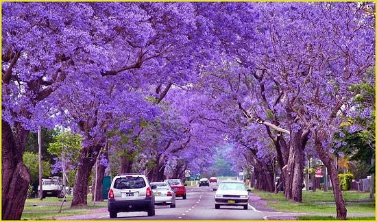 Take Another Look At Buenos Aires With Its Dazzling Jacaranda Trees !