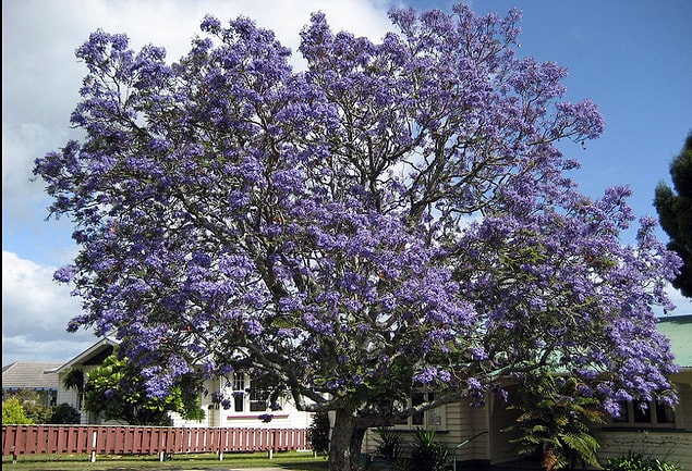 This plant, which is indigenous to South America, offers a great spectacle with its amazing color!