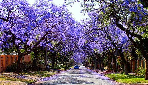 Jacarandas are pretty common in some regions of South America, Australia, and South Africa.