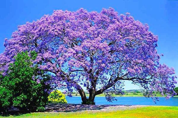 In Queensland, Australia, there is an expression 'purple panic,' which is used to describe the stress students are under between the end of spring and beginning of summer.