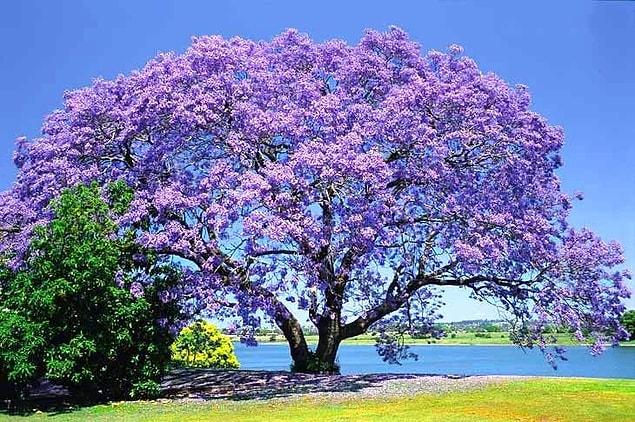 In Queensland, Australia, there is an expression 'purple panic,' which is used to describe the stress students are under between the end of spring and beginning of summer.