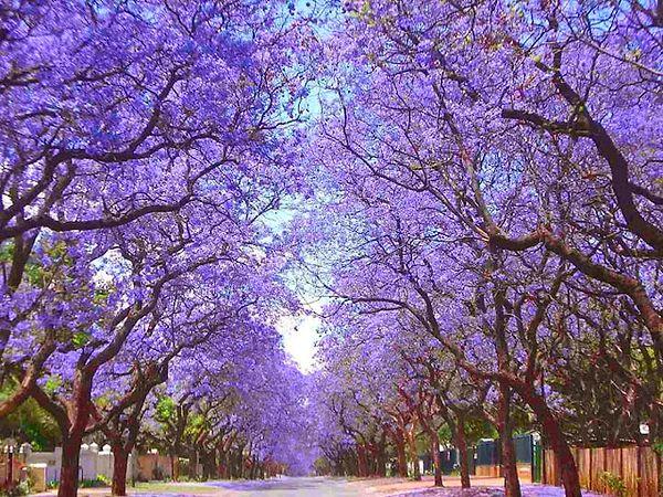 The city, Pretoria, in South Africa, is also called 'Jacaranda City' or Jakarandastad.