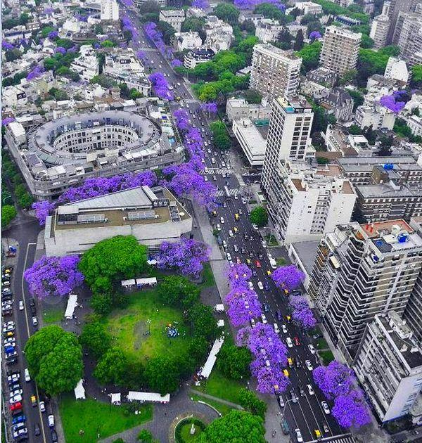 Buenos Aires has been recently adorned with Jacaranda trees, creating amazing views.