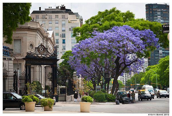 Buenos Aires a city, which more than deserves a visit, but it is even more special to be there during the Jacaranda season!