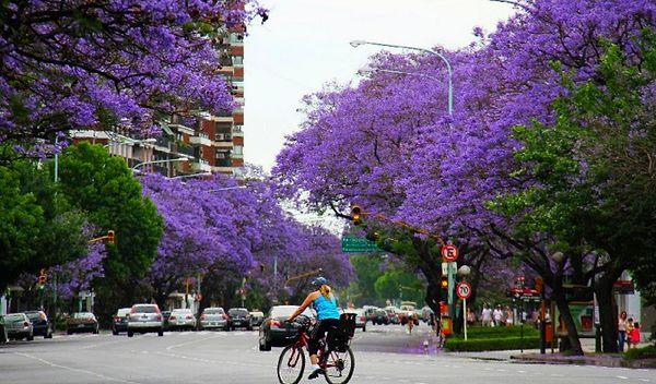 The blossoming of Jacarandas also signals that Christmas time is near, that's another reason why seeing the city in purple is quite exciting.