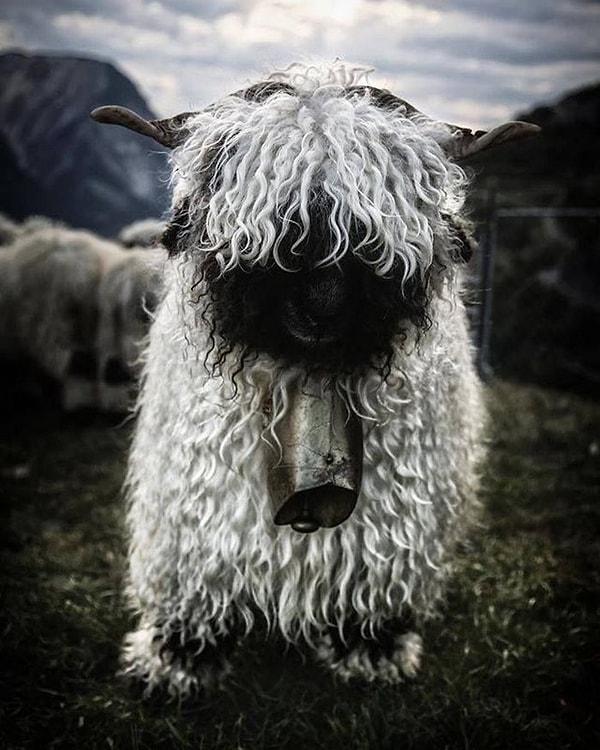1. Valais Siyah Burunlu Koyunu adı verilen bu koyunların kökeni İsviçre...