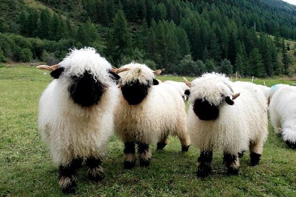 2. Çoğunlukla yünü için beslenen bu koyunların bu kadar popüler olmalarının sebebi simsiyah minnoş suratları.
