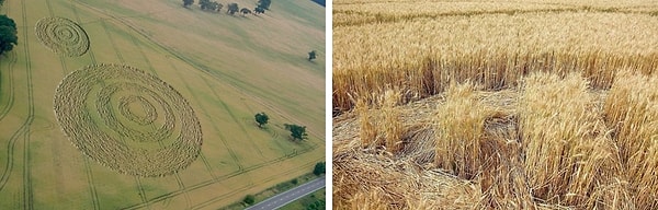 11. Пришельцы пытаются связаться с нами, рисуя круги на полях