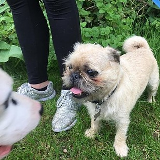 5. Pugtzu (Shih Tzu + Pug)