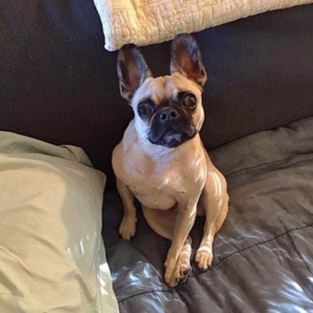 8. Bullpug (French Bulldog + Pug)