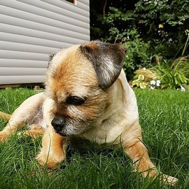12. Pugshire (Yorkshire Terrier + Pug)