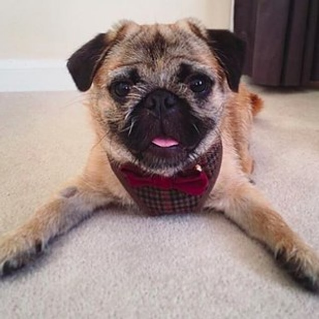 5. Pugtzu (Shih Tzu + Pug)
