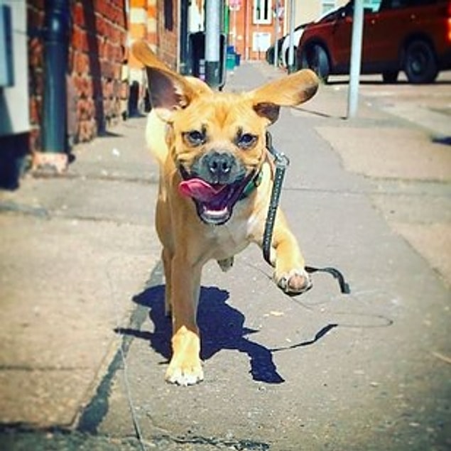 7. Puggle (Beagle + Pug)