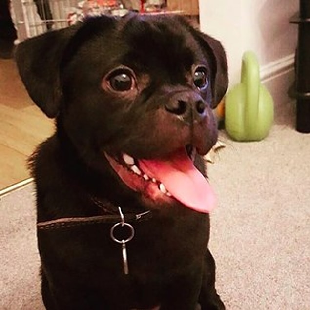13. Puginese (Pekingese + Pug)