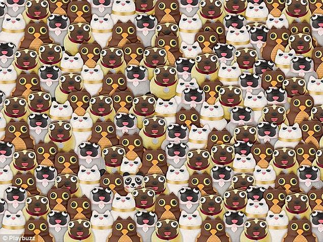 9. There is a panda hidden in this image, or maybe not!
