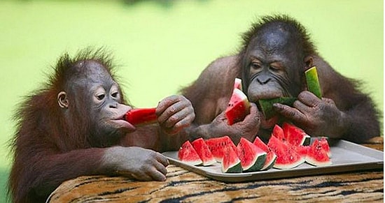 Стиль питания расскажет нам о твоем характере