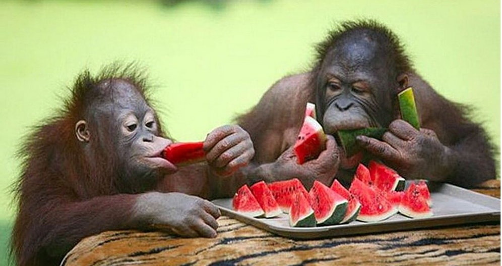 Стиль питания расскажет нам о твоем характере